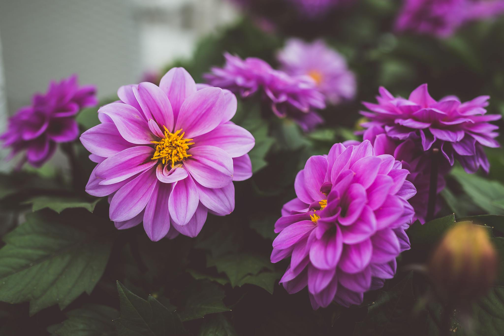 Close-up of vibrant lilac dahlias in a lush outdoor garden setting, capturing their beauty.
